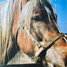 TERVEET KÄDET - The Horse - LP